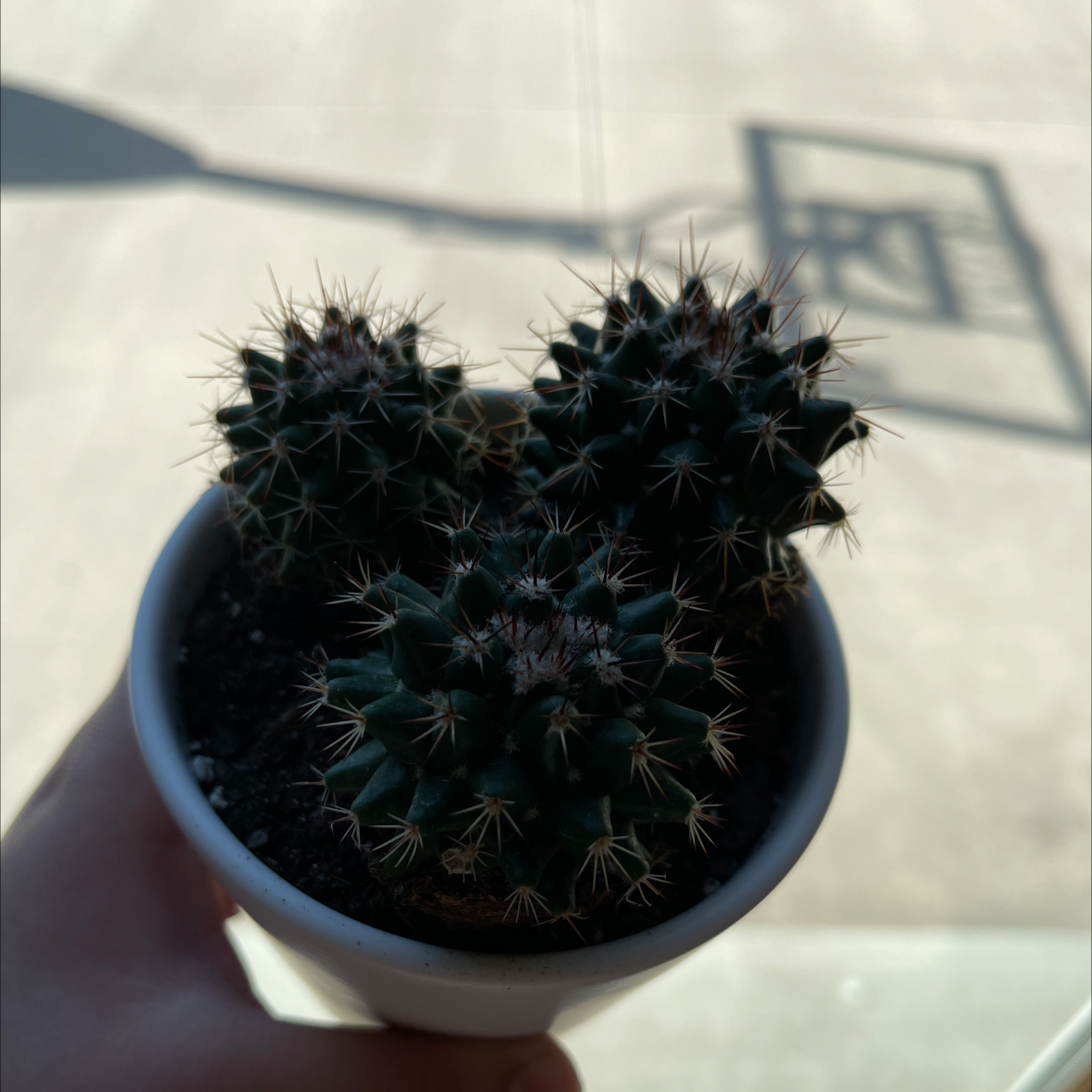 Little Nipple Cactus plant photo by @Plantaddiction named Hodgins on Greg, the plant care app.