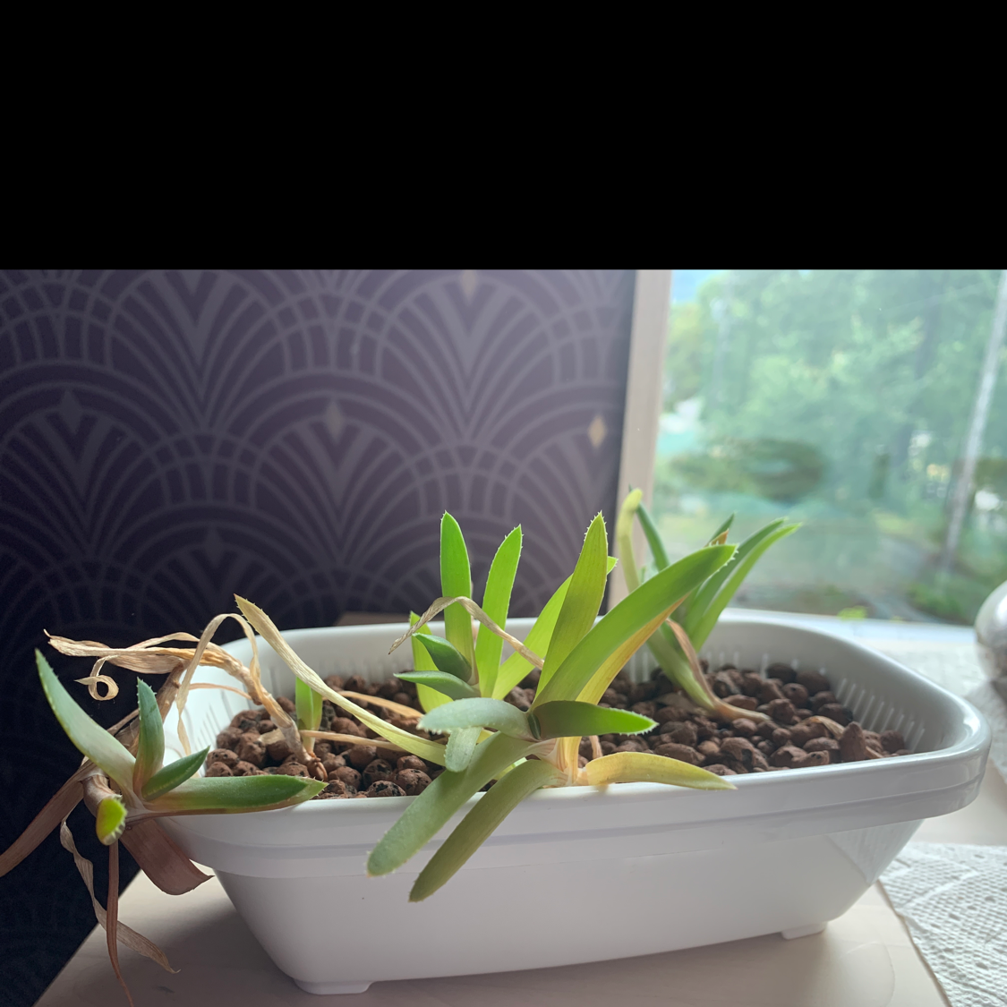 Aloe vera plant photo by @BexThePuca named Al on Greg, the plant care app.