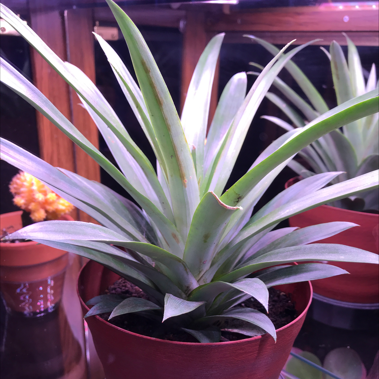 Healthy potted pineapple plant with silvery green leaves and small immature fruit emerging from the center, in a terra cotta pot indoors.