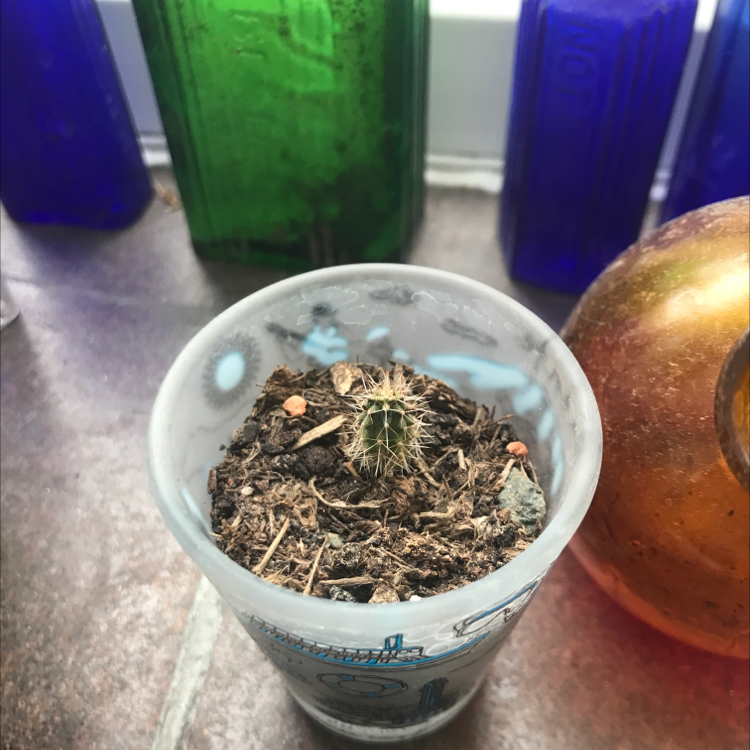 Young San Pedro Cactus in a container with visible soil, surrounded by colorful bottles.