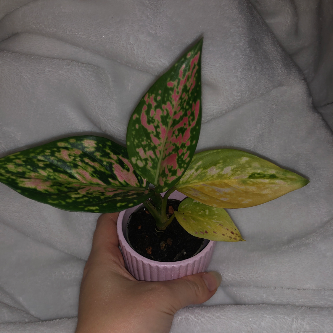 Photo of the plant species Aglaonema 'Spotted Star' by Shannon named Aglaonema Spotted Star on Greg, the plant care app