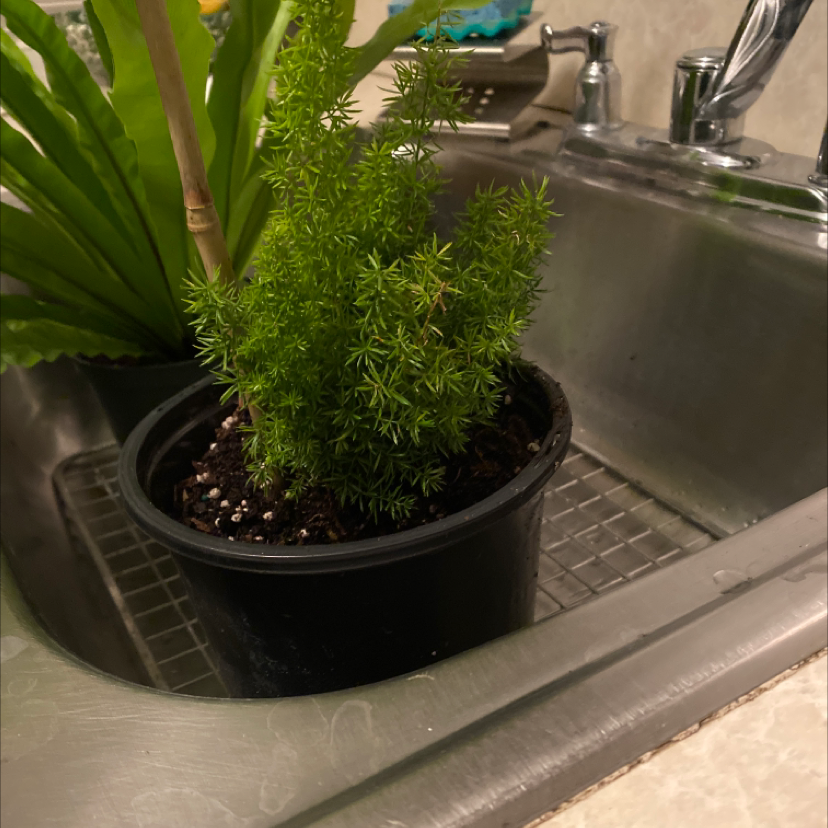 Healthy plume asparagus plant with lush green foliage growing in black plastic pot on kitchen counter.