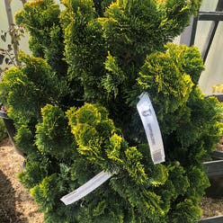 Dwarf Hinoki Cypress plant