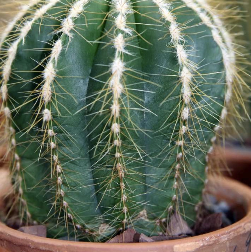 Close-up of a healthy Balloon Cactus with prominent spines in a pot.