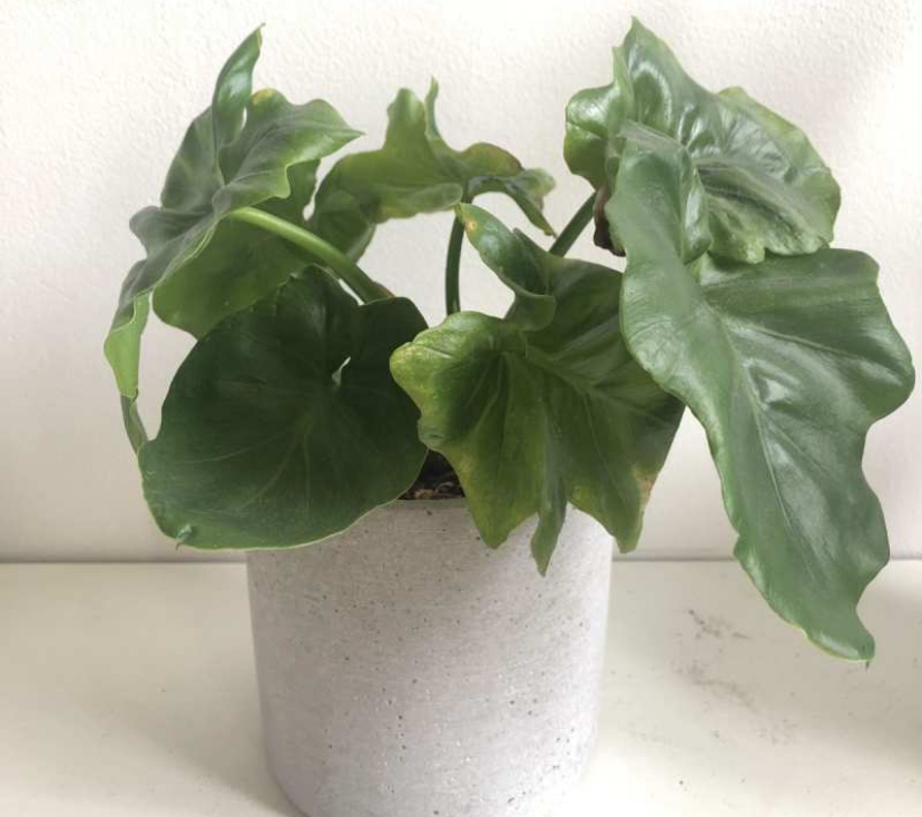 Potted Elephant Ear Philodendron with large, glossy leaves.