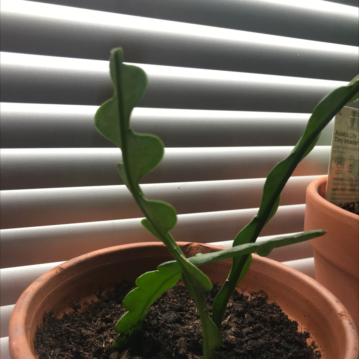 Photo of the plant species Dutchman's Pipe Cactus by @KakoJohnson named Frannie on Greg, the plant care app