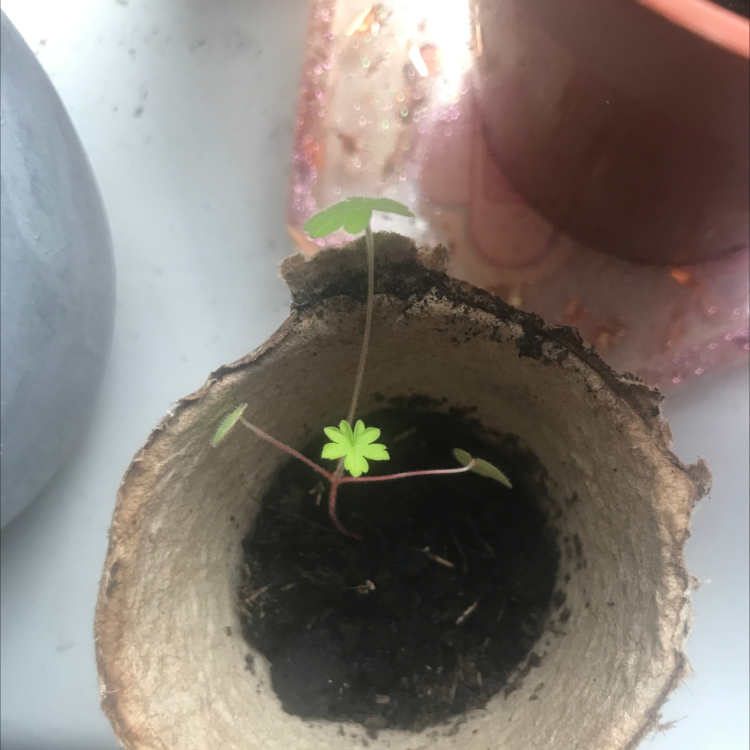 Photo of the plant species Carolina Crane's-Bill by @joeshy named brita on Greg, the plant care app