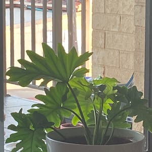 Split Leaf Philodendron plant photo by Semira named Bob on Greg, the plant care app.