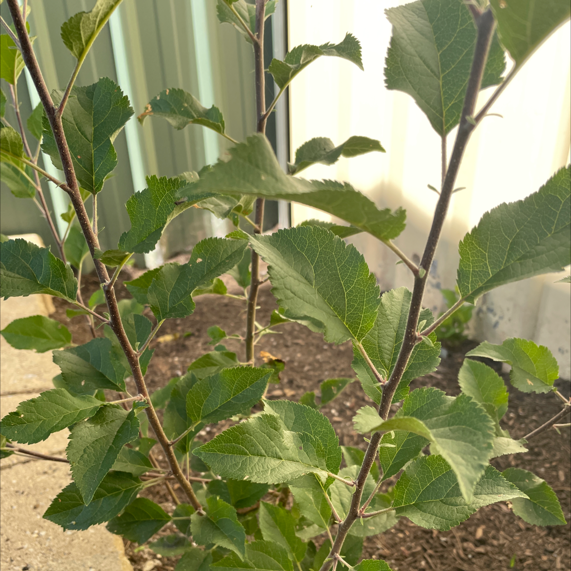 Young apple plant with green leaves and visible soil in the background.
