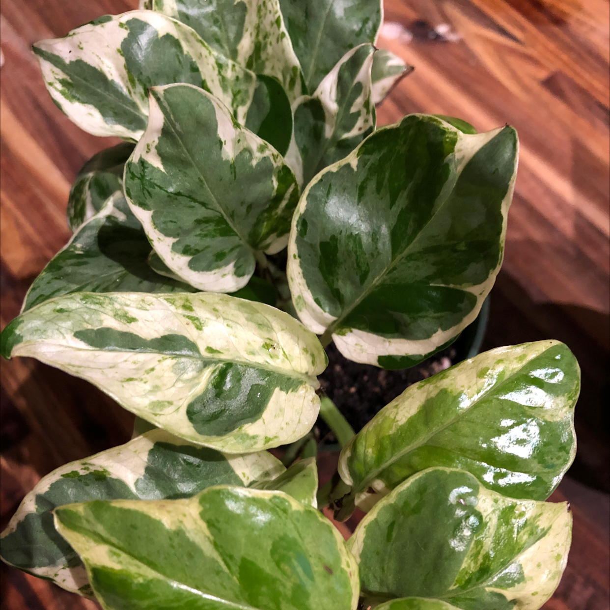 Glacier Pothos plant with variegated green and white leaves, partially visible soil.