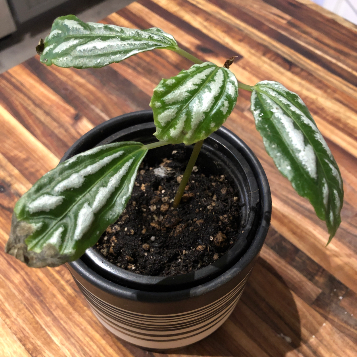 Potted Aluminum Plant with silver-marked leaves on a wooden surface.