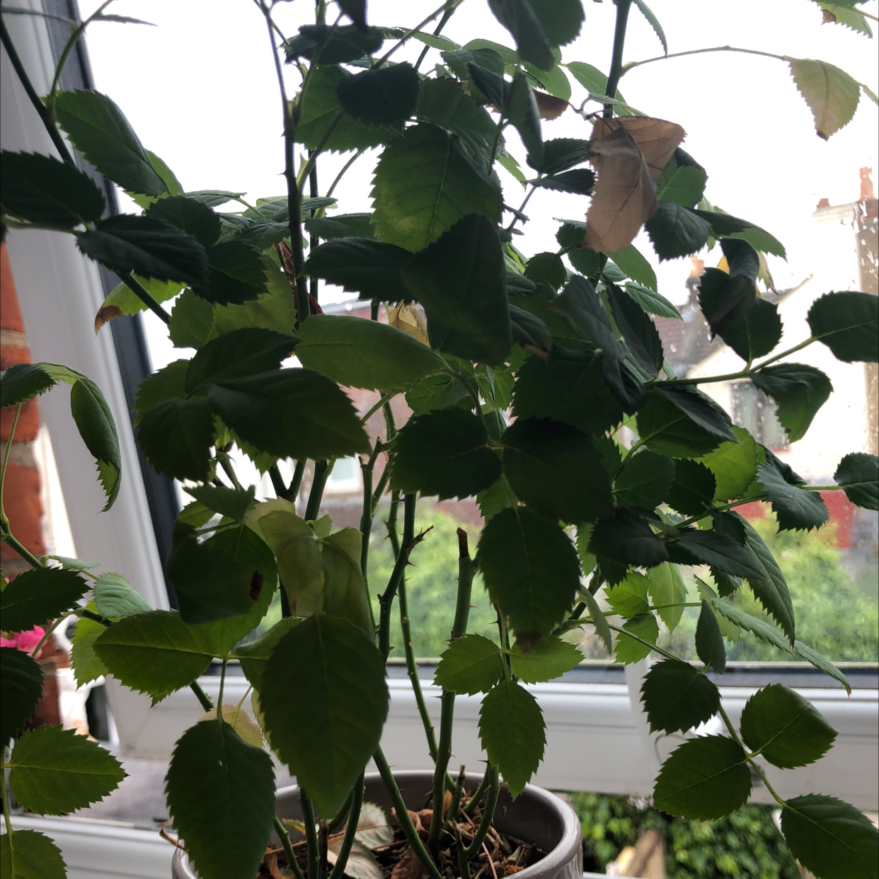 Photo of the plant species Dog Rose by @emilytozer named Sanders on Greg, the plant care app
