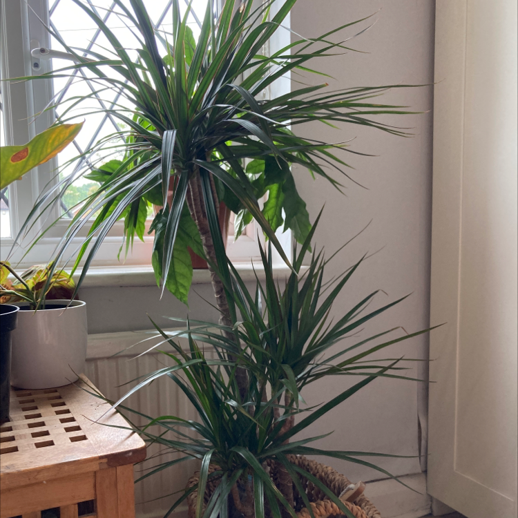 Dragon Tree plant photo by @hattie.patten named Morgan Treeman on Greg, the plant care app.
