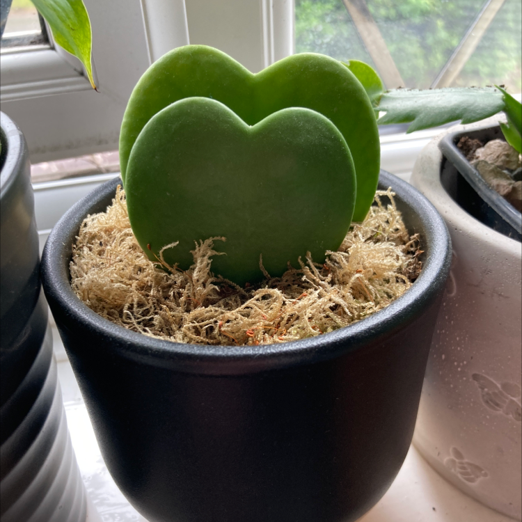 Sweetheart Hoya plant photo by @hattie.patten named Orwell on Greg, the plant care app.