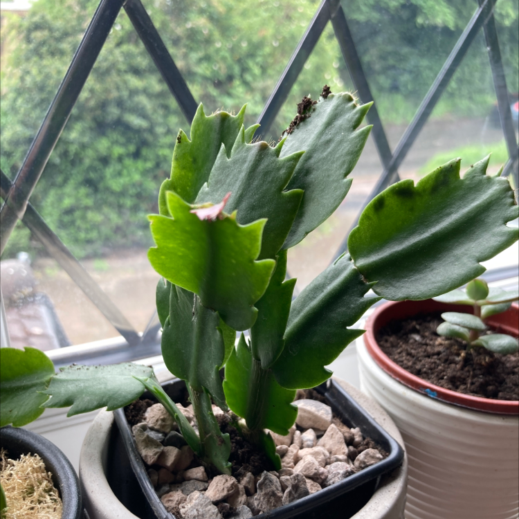 False Christmas Cactus plant photo by @hattie.patten named Fernie Mercury on Greg, the plant care app.