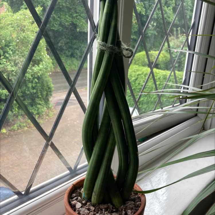 Cylindrical Snake Plant plant photo by @hattie.patten named Sigmund on Greg, the plant care app.
