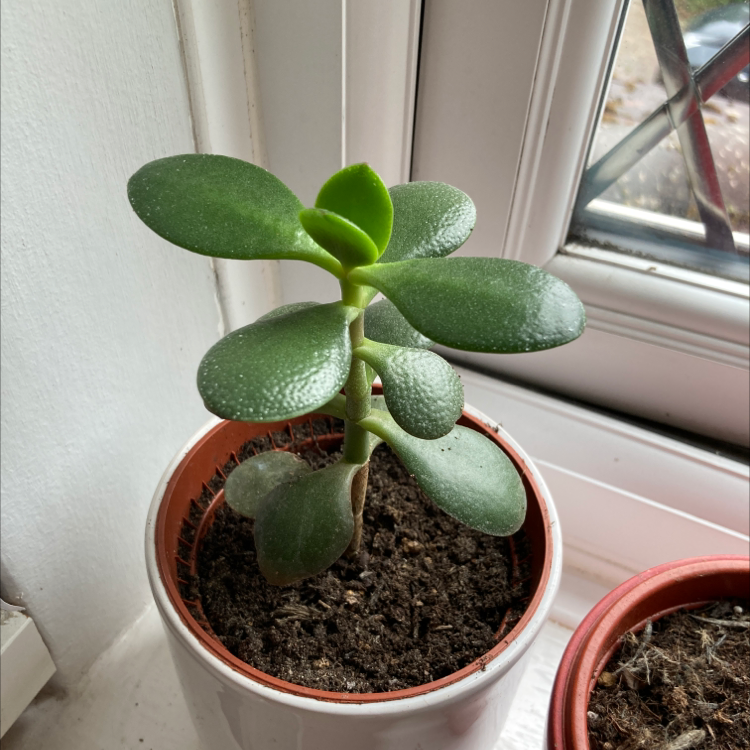 Lucky Plant plant photo by @hattie.patten named Madonna on Greg, the plant care app.