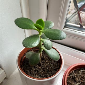 Jade plant in Wheathampstead, England