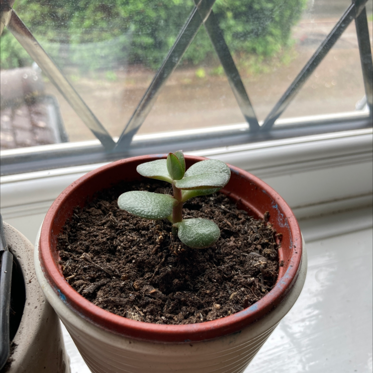 Lucky Plant plant photo by @hattie.patten named Planty on Greg, the plant care app.