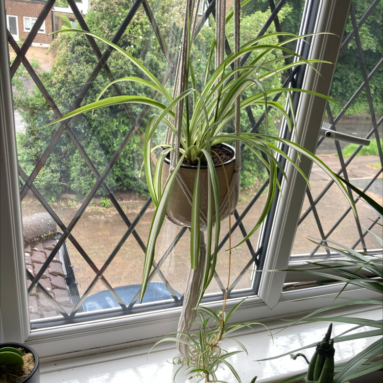 Spider Plant plant photo by @hattie.patten named da Vinci on Greg, the plant care app.