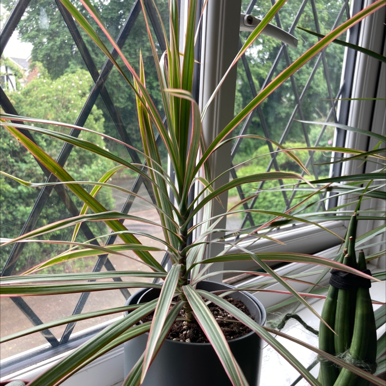 Dragon Tree plant photo by @hattie.patten named Plato on Greg, the plant care app.