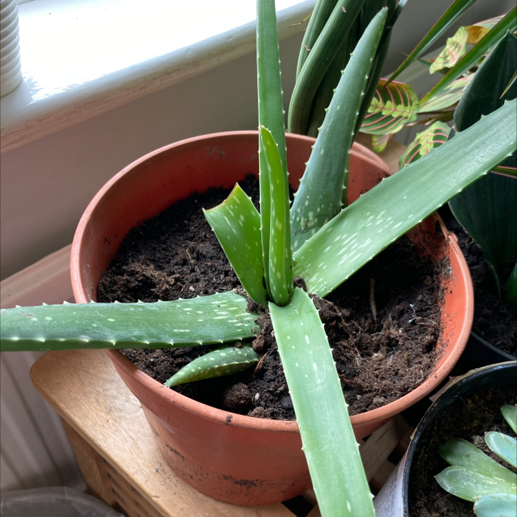Aloe vera plant photo by @hattie.patten named Gaga on Greg, the plant care app.