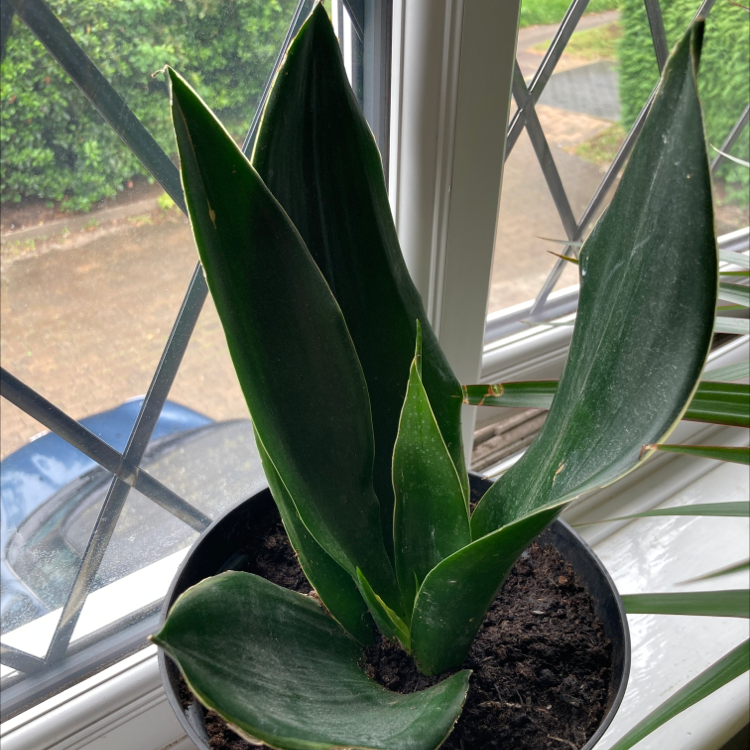 Snake Plant plant photo by @hattie.patten named Denali on Greg, the plant care app.