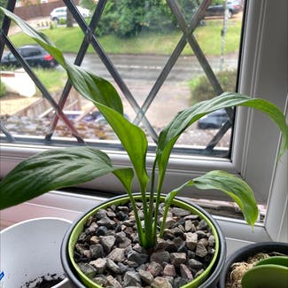 Chinese Evergreen plant in Wheathampstead, England