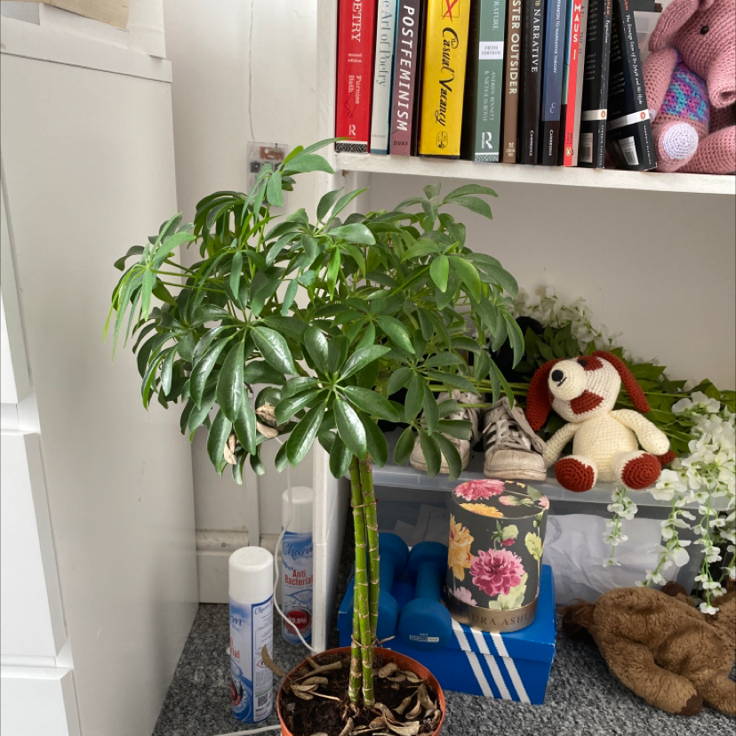 Photo of the plant species Heptapleurum arboricola 'Luseana' by Holly named Larry on Greg, the plant care app
