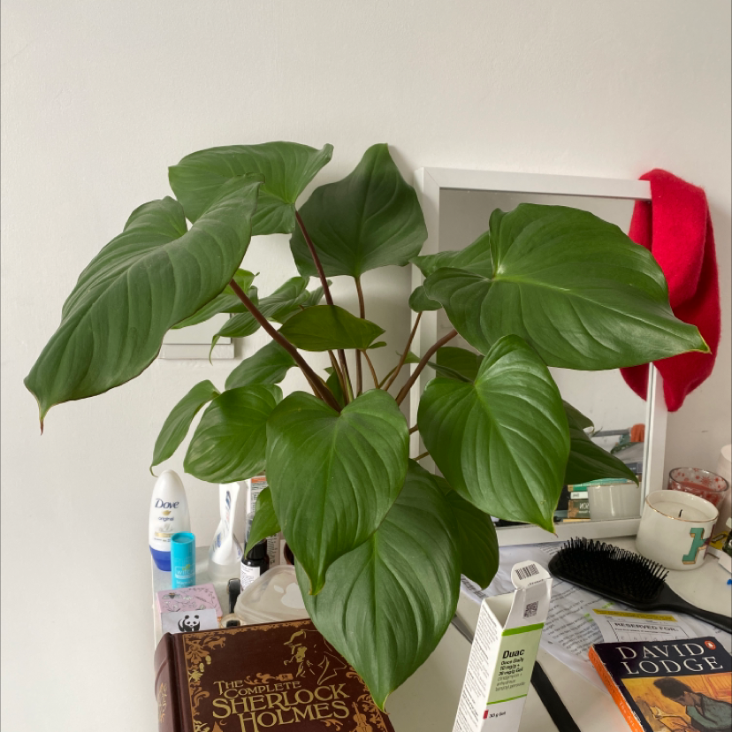Homalomena Maggy plant with large green leaves on a desk with various items.