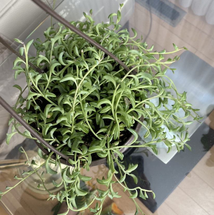 Healthy String of Dolphins plant in a hanging pot with green, dolphin-shaped leaves.