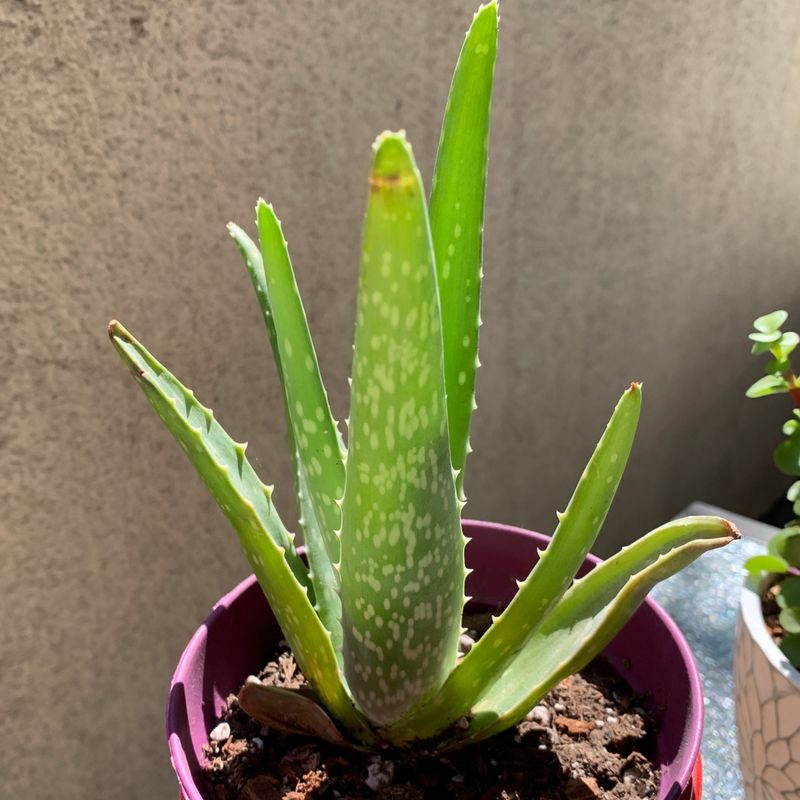 Plant care for ??? This Is All The Label States on Greg, the plant care app