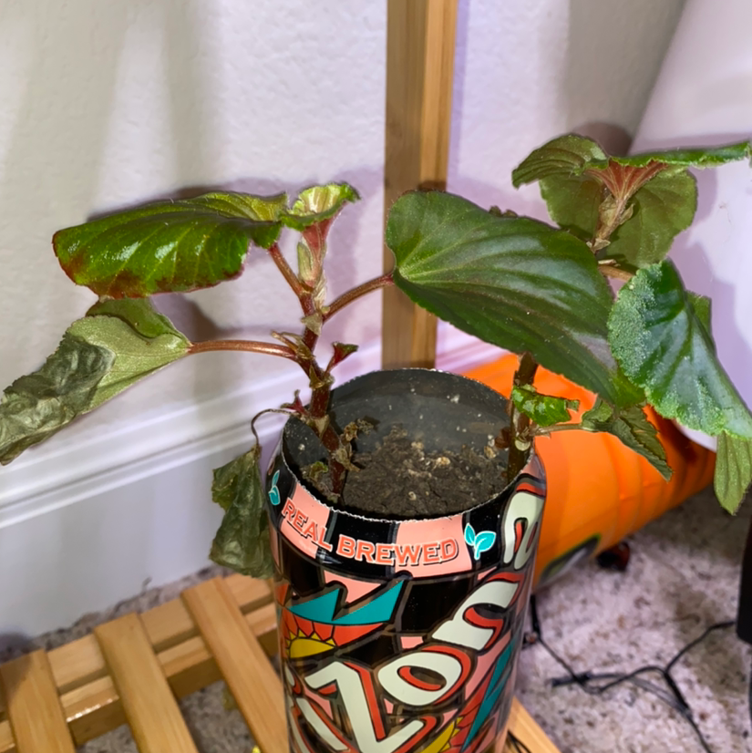 Clubed Begonia plant in a container with some browning leaves and visible soil.