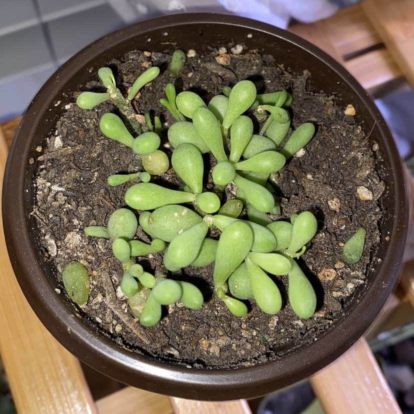 Jelly Bean Plant (Sedum rubrotinctum) in a small pot with visible soil.
