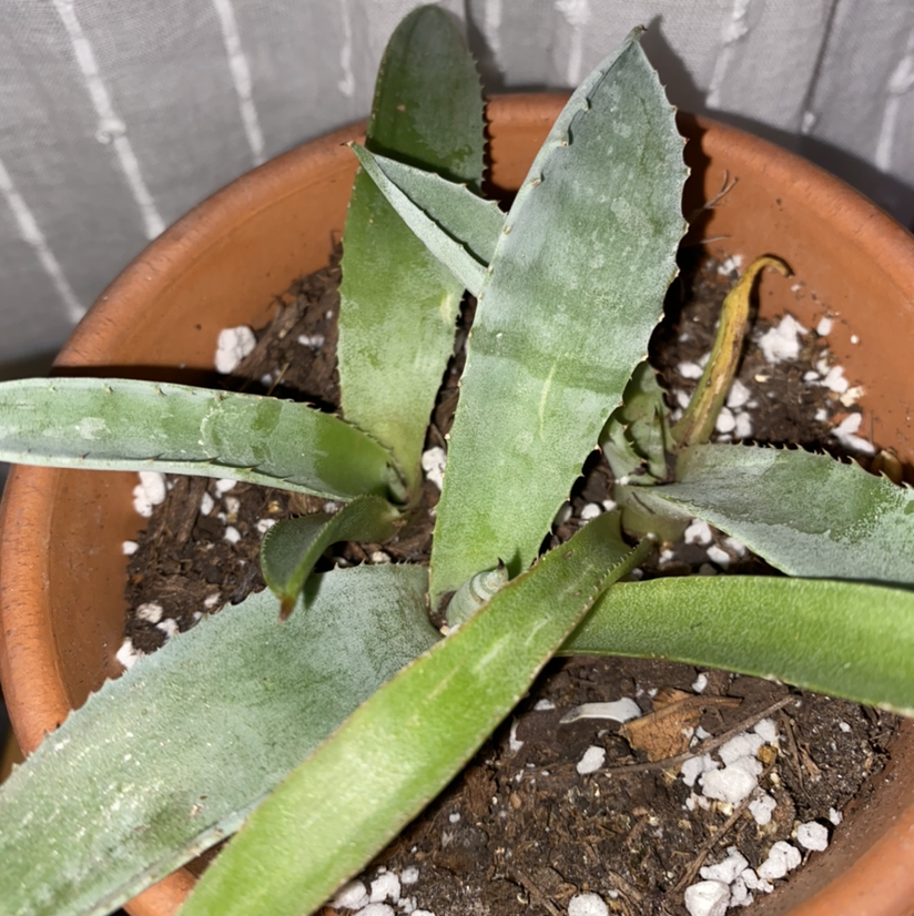 Closeup of an Agave americana plant in a terracotta pot, showing long succulent leaves with browning tips in a gravel soil.