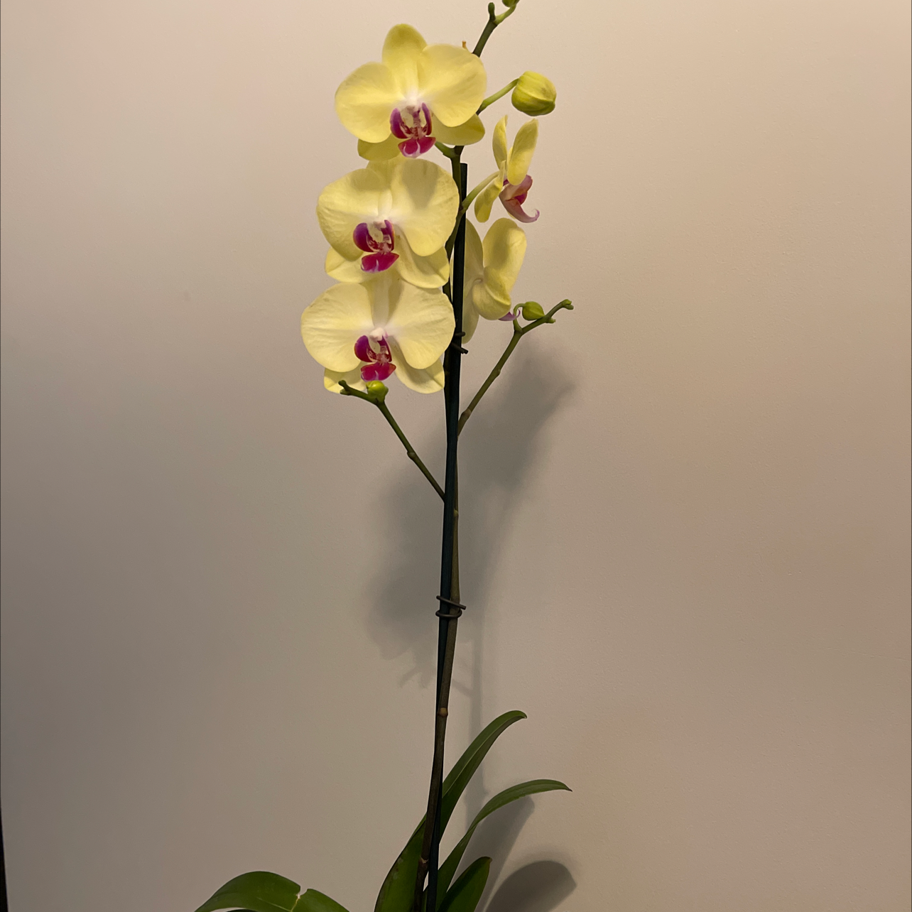Photo of the plant species Phantom Orchid by Corey named Lila on Greg, the plant care app