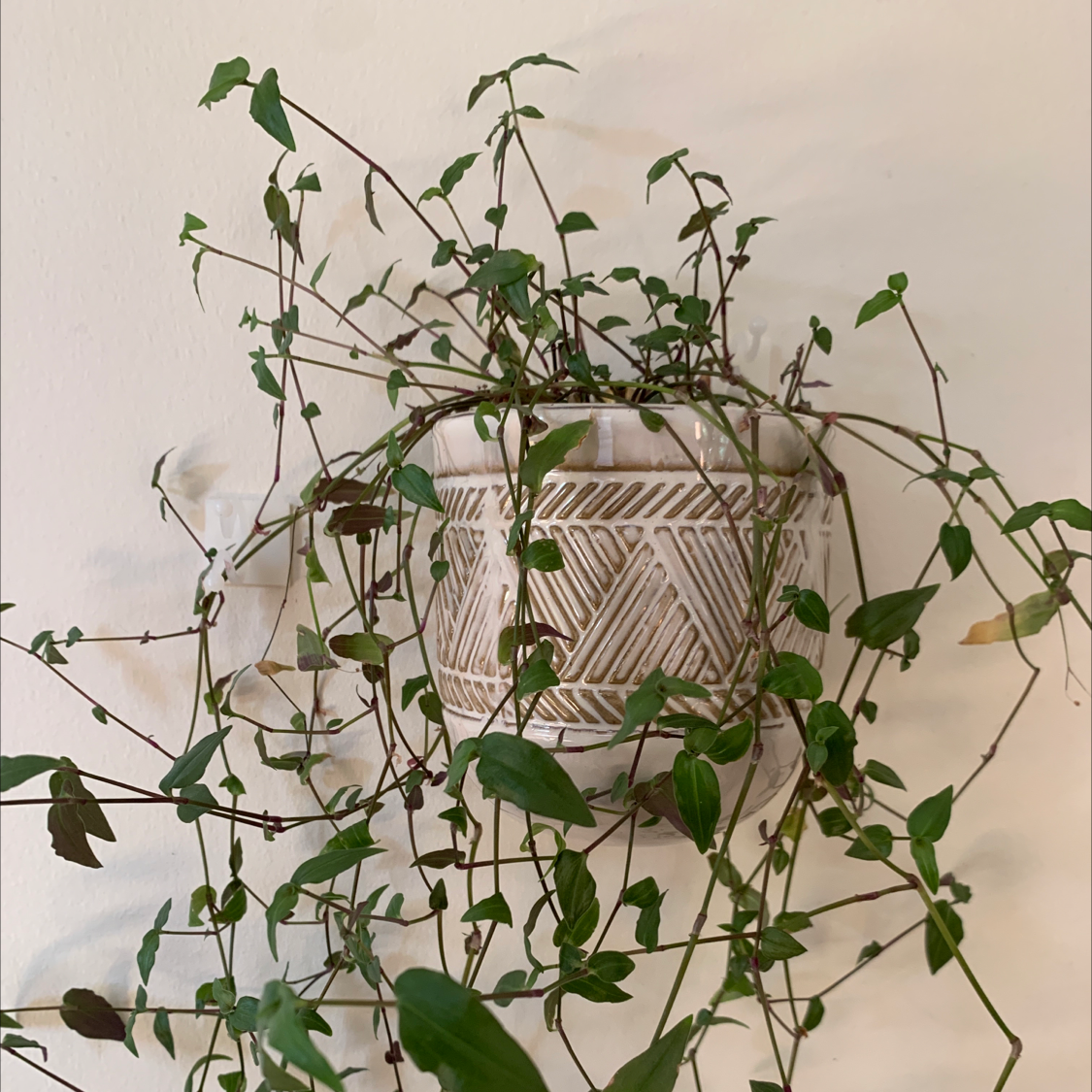 Tahitian Bridal Veil plant in a decorative pot with some yellowing and browning leaves.
