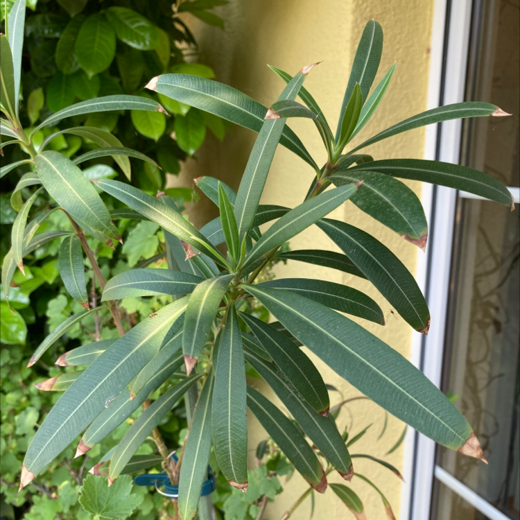 Oleander plant with elongated leaves showing browning tips.