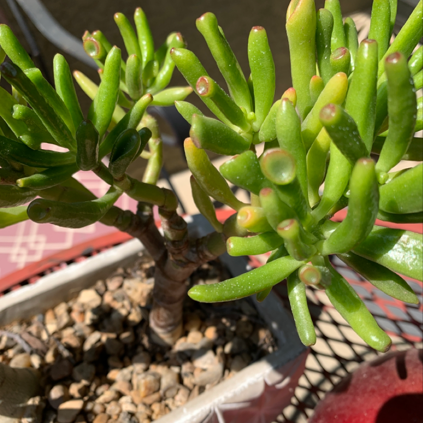 Healthy Jade plant with green leaves in a pot with visible soil and rocks.