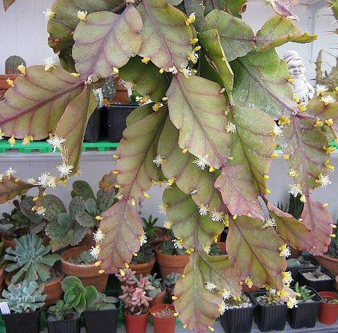 Photo of the plant species Rhipsalis pachyptera by Bri named Mistletoe Cactus on Greg, the plant care app