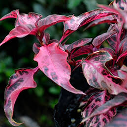 Plant care for Amaranth on Greg, the plant care app