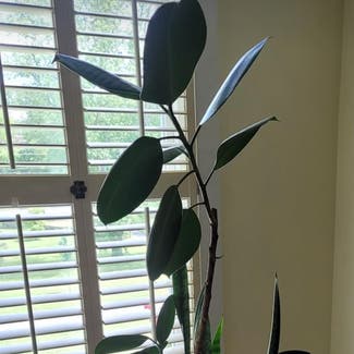 Rubber Plant plant in Nashville, Tennessee