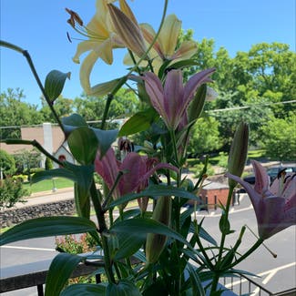 Oriental Lily 'Table Dance' plant in Nashville, Tennessee