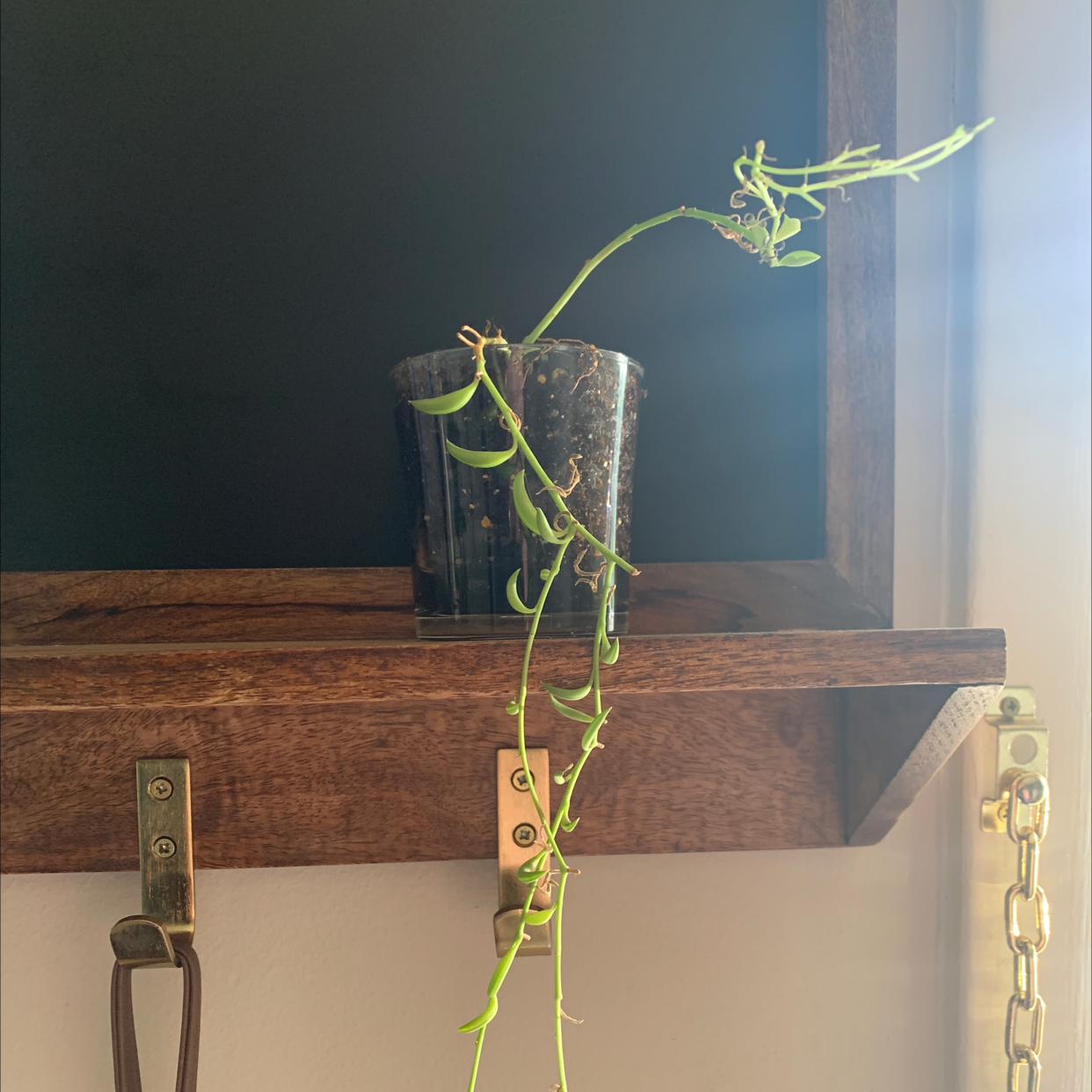Potted Corkscrew Willow plant on a wooden shelf with sparse foliage.