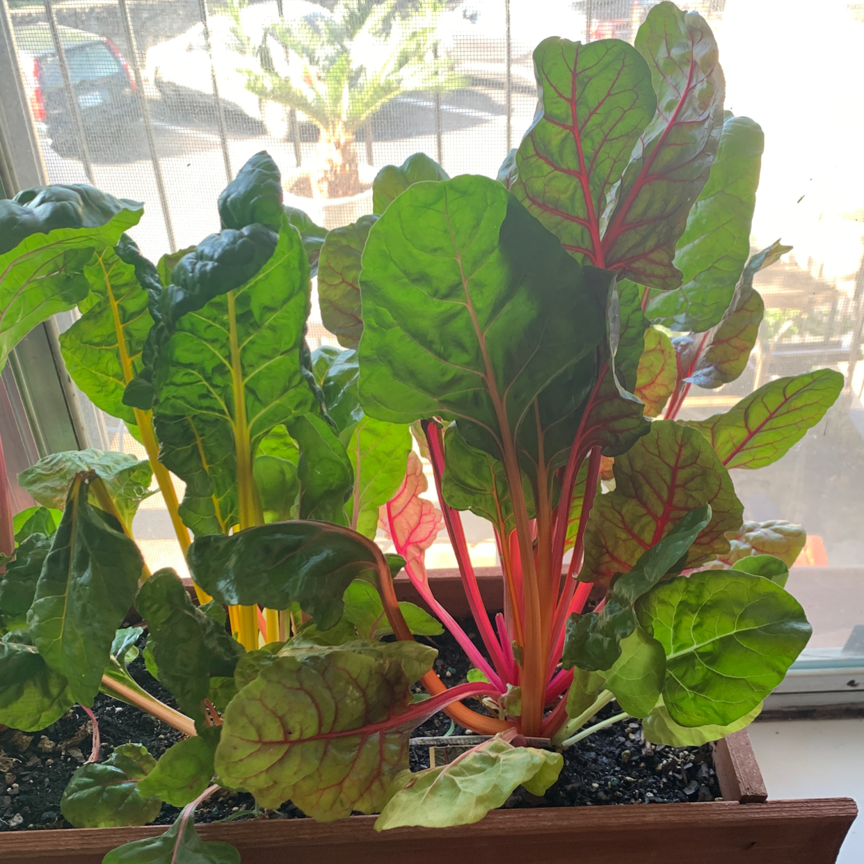 Photo of the plant species Common Beet by @Mixxedluv named Sol on Greg, the plant care app