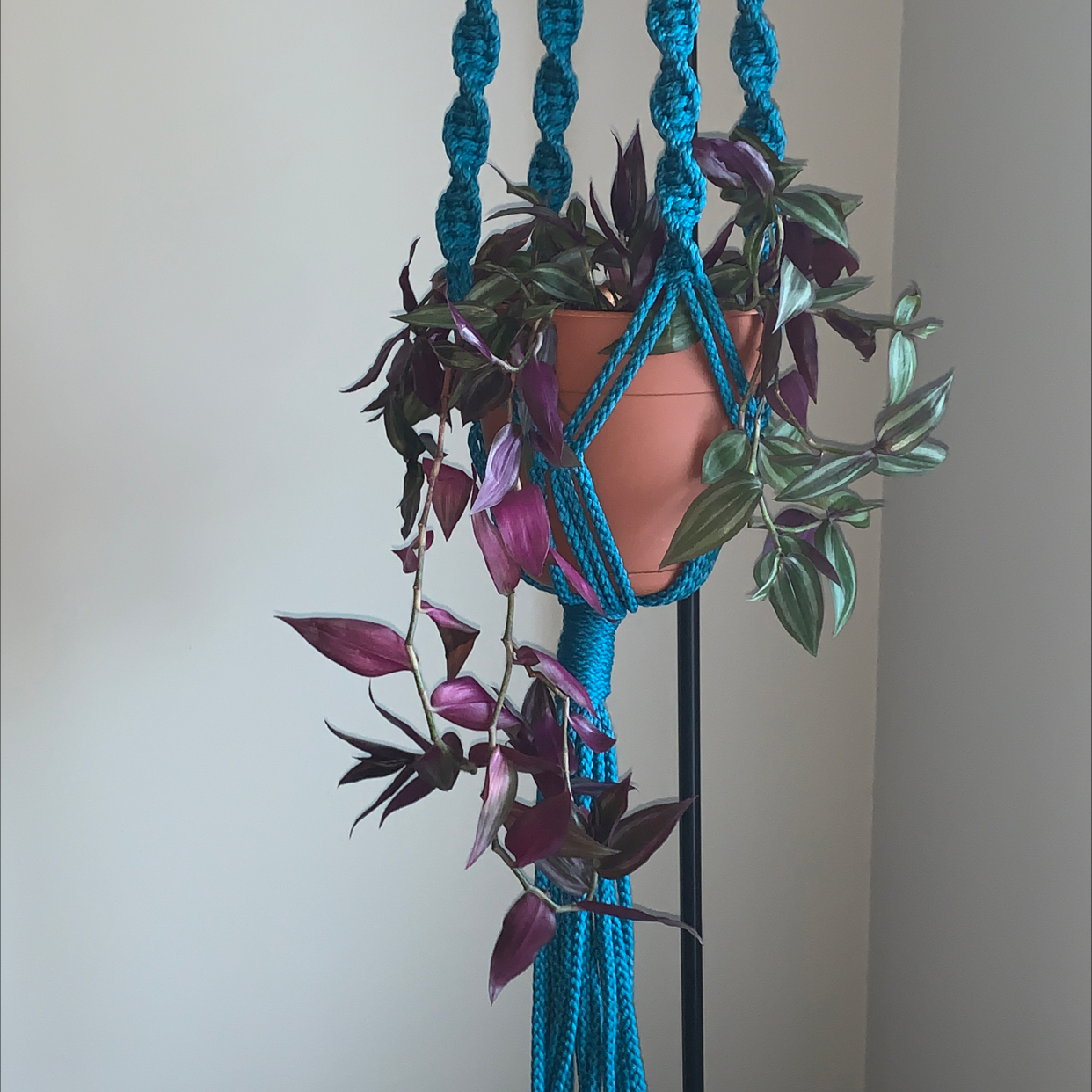 Spiderwort plant photo by @Mixxedluv named Lavender on Greg, the plant care app.