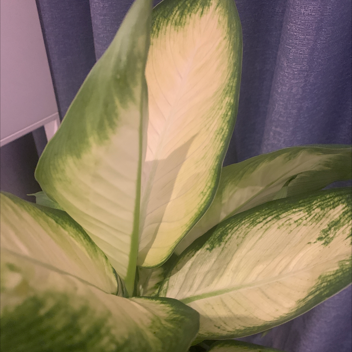 Dieffenbachia 'Camille' plant with variegated leaves, well-framed and in focus.