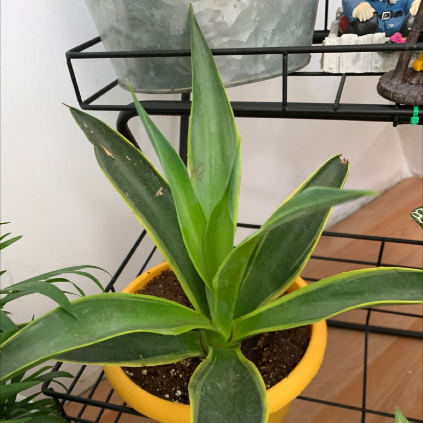 Potted Lion's Tail Agave plant with green leaves and yellow edges.