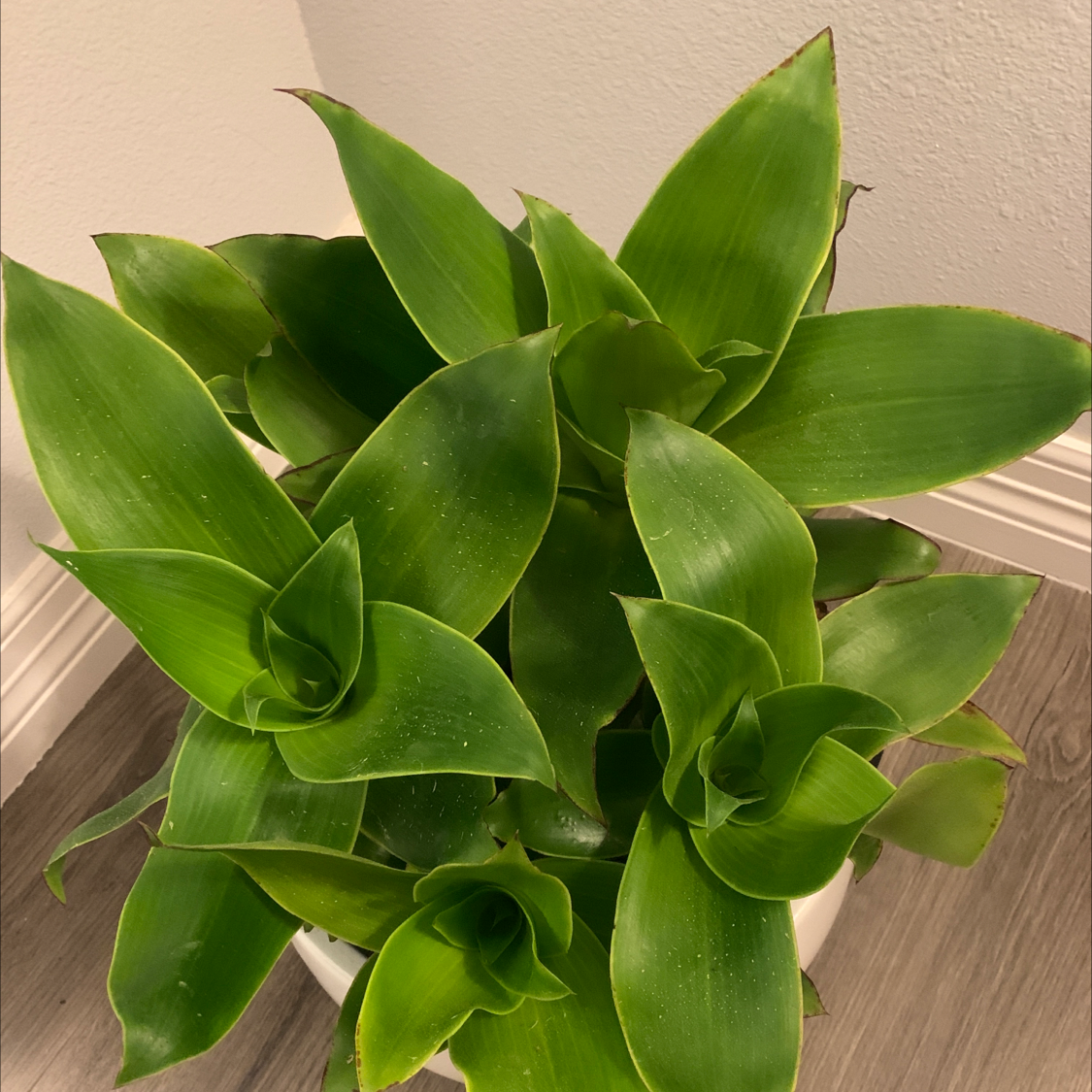 Photo of the plant species Basket Plant by Mayra named Your plant on Greg, the plant care app