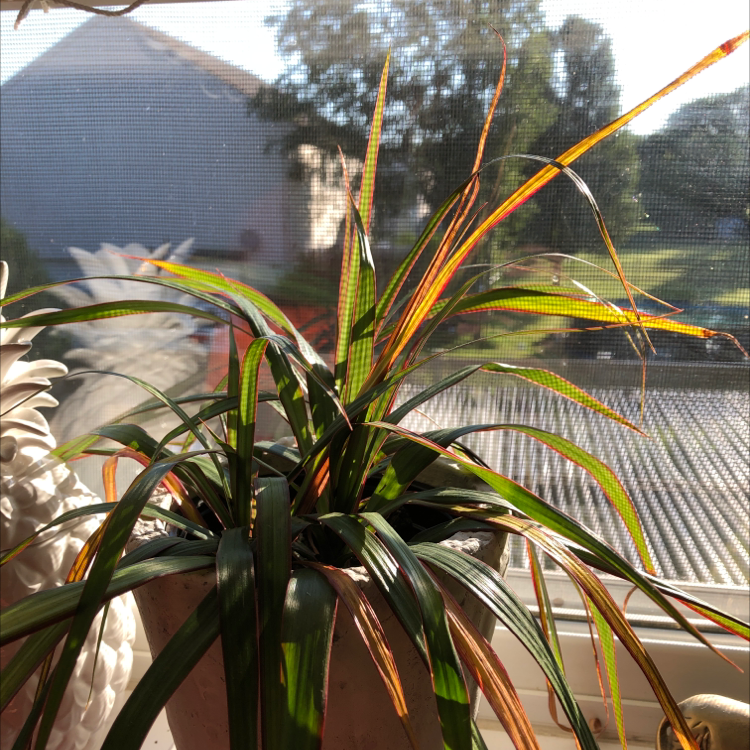 Photo of the plant species Grass-leaved Hoya by Molly named Grass on Greg, the plant care app